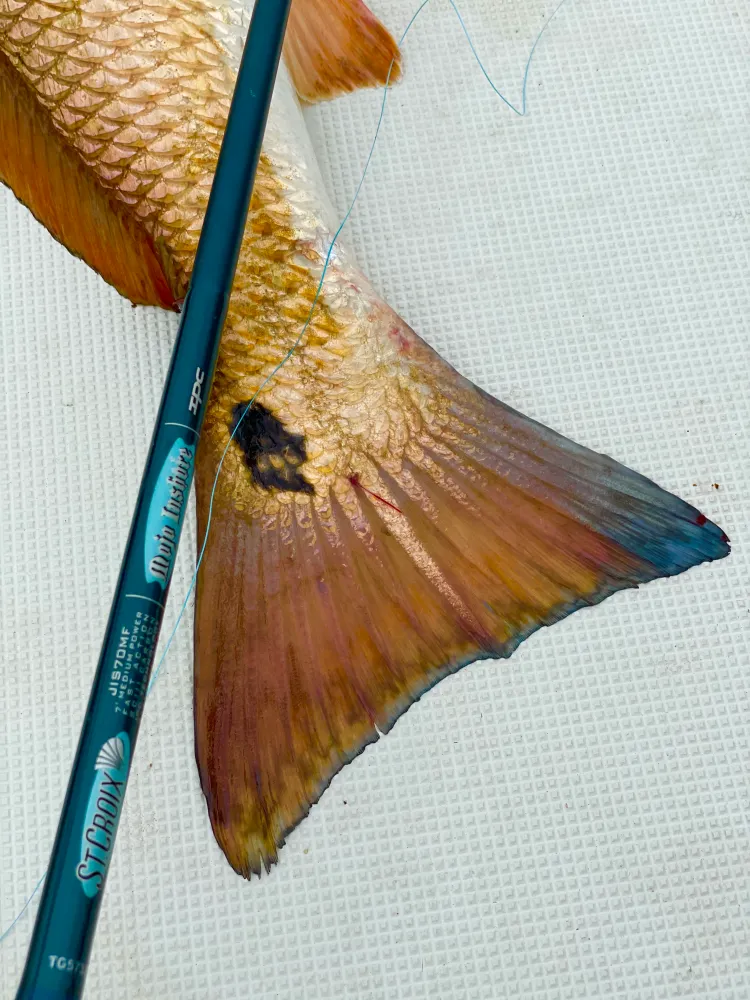 redfish