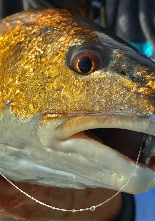 fishing-trips-reel-chica-charters-sc
